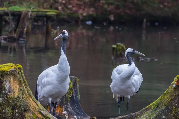 Dva Mandžuské Jeřábi Stojí Dívat Rybník Zoo — Stock fotografie