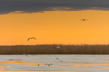 Gün batımında bulutlar ve donmuş suyla gölde uçan kuşlar.
