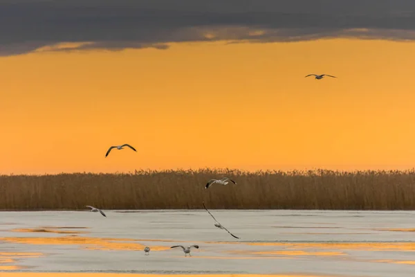 Gün Batımında Bulutlar Donmuş Suyla Gölde Uçan Kuşlar — Stok fotoğraf