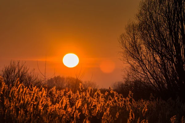Теплое Яркое Солнце Сияющая Трость Озере — стоковое фото