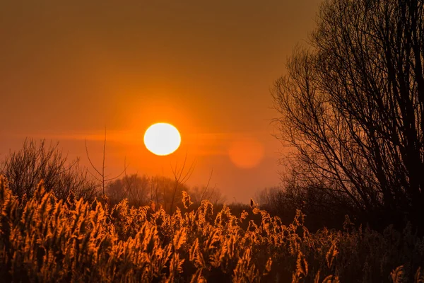 Meleg Fényes Nap Ragyogó Nád Tavon — Stock Fotó