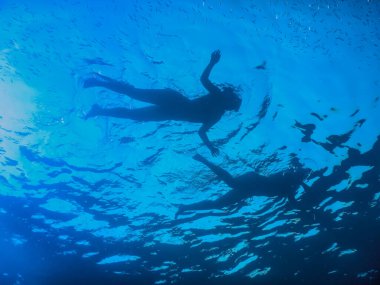 Yazın tatilde mavi denizde yüzen iki kadın.