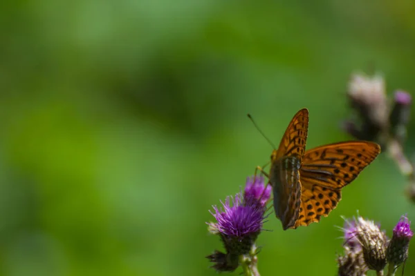 Papillon Brun Sur Une Brosse Violette Avec Fond Vert Dans — Photo