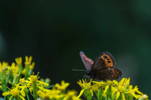Brauner Schmetterling Auf Gelber Blüte Mit Dunkelgrünem Hintergrund Der Natur — Stockfoto