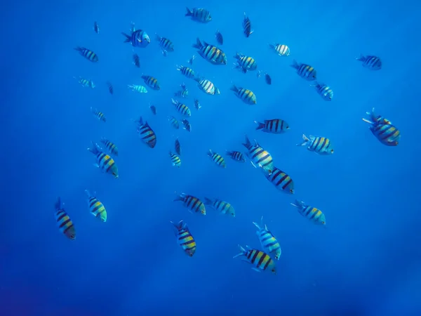 许多发亮的色彩斑斓的军士鱼与太阳光在蓝色的海里游动 — 图库照片