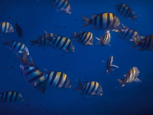 Molti Pesci Sergente Indopazifik Mare Blu Grande Vista Durante Immersioni — Foto Stock