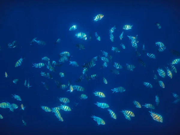 Muchos Pequeños Peces Sargento Indopazific Agua Mar Azul Mientras Bucea — Foto de Stock