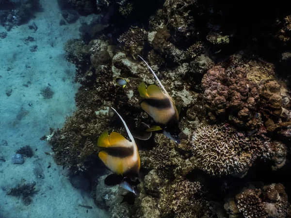 Roter Seebannerfisch Schwimmt Beim Tauchen Der Nähe Von Korallen Meer — Stockfoto