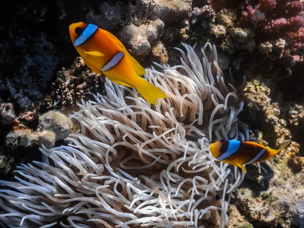 Två Anemon Fisk Anemonen Gömställe Det Röda Havet Dykning — Stockfoto
