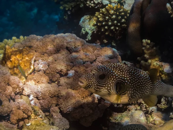 Białe Plamiste Ryby Rozdymki Pływa Prawej Koralowce Morzu Czerwonym Podczas — Zdjęcie stockowe