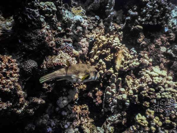在红海的珊瑚附近游泳的白斑河豚 — 图库照片