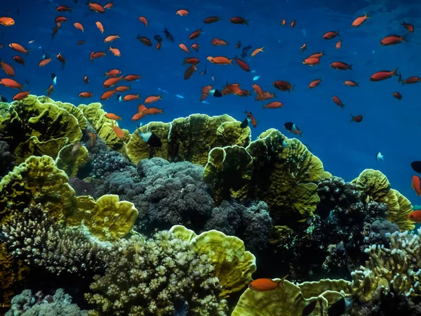 Schöne Bunte Korallen Und Viele Fische Beim Tauchen Ägypten Urlaub — Stockfoto