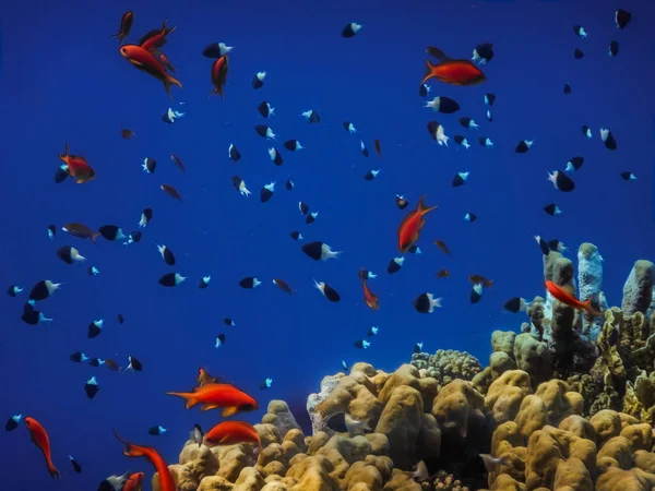 Diversi Pesci Colorati Coralli Acqua Mare Blu Sullo Sfondo Egiziano — Foto Stock