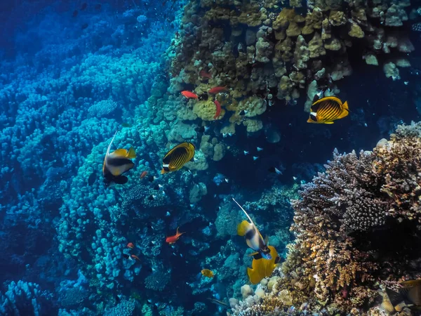 Различные Красочные Рыбы Голубыми Кораллами Глубине Время Дайвинга Отдыхе — стоковое фото