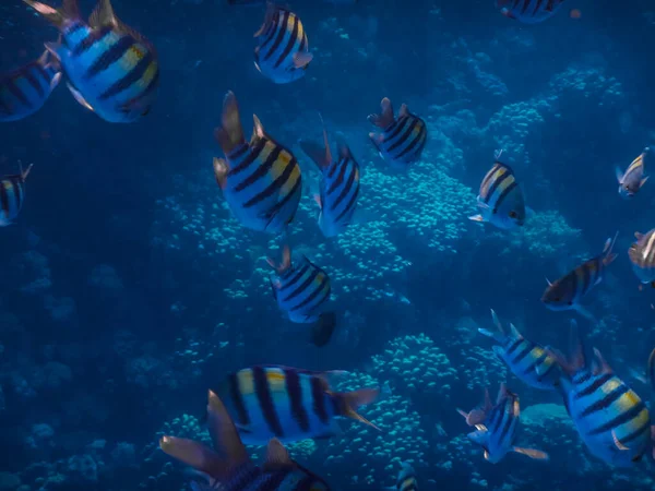 Muchos Peces Sargento Indopazific Nadando Profundidad Enjambre Mientras Bucea — Foto de Stock