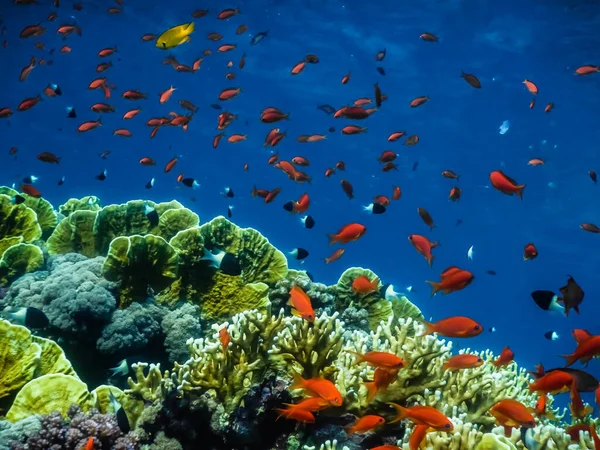 许多五彩斑斓的鱼和珊瑚在蓝色的大海中度假 — 图库照片