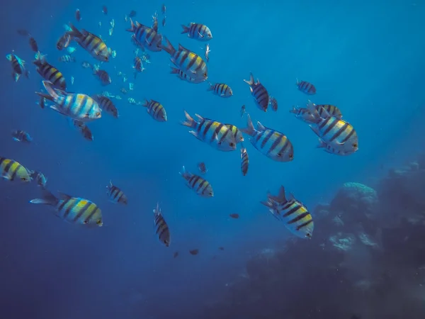 Birçok Indopazific Çavuşu Tatilde Dalgıçlık Yaparken Mavi Denizde Yüzüyor — Stok fotoğraf