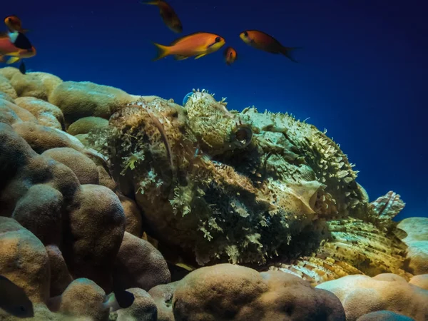 大胡子蝎鱼在潜水时栖息在蓝色背景的明亮珊瑚上 — 图库照片