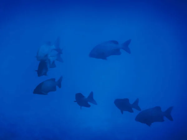 Peces Grandes Cardumen Agua Azul Mientras Bucea Egipto — Foto de Stock