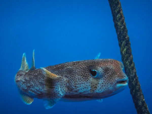 Aleta Puntual Porcupinefish Fluye Cerca Una Cuerda Gruesa Agua Mar — Foto de Stock