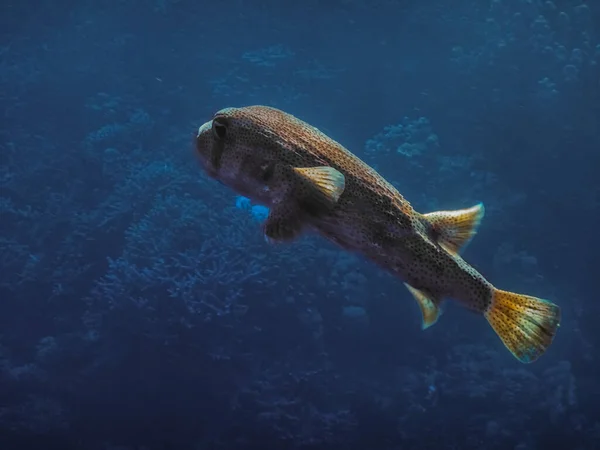 Spot Fin Porcupinefish Στο Γαλάζιο Της Θάλασσας Ενώ Καταδύσεις Στην — Φωτογραφία Αρχείου