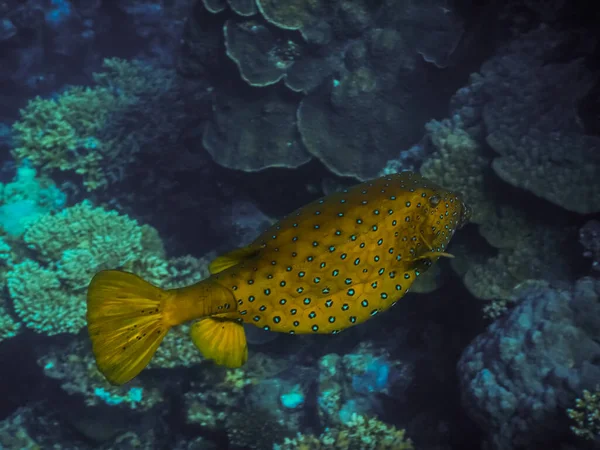 Pesce Scatola Marrone Giallo Nuota Sopra Coralli Nel Mare Rosso — Foto Stock