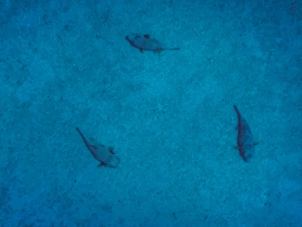 Três Peixes Puffer Manchado Branco Encontra Fundo Mar Círculo Enquanto — Fotografia de Stock