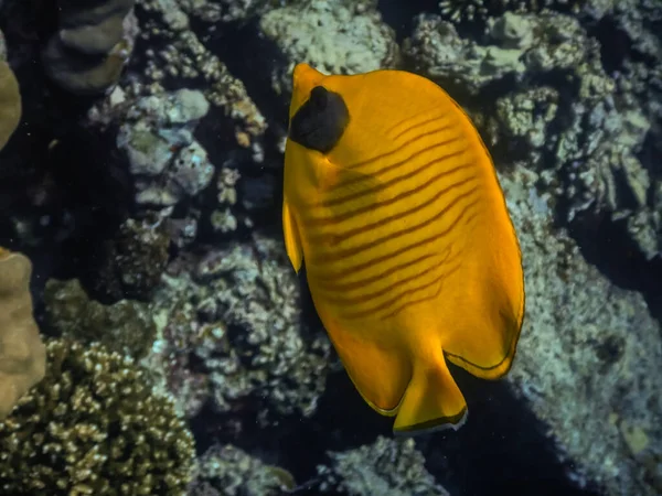 Pesce Farfalla Giallo Nel Mare Rosso Ampia Vista Durante Immersioni — Foto Stock