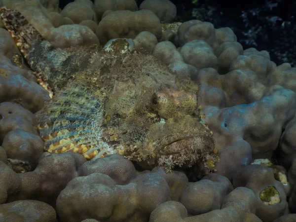 Scorpionfish Barbudo Encontra Corais Olhares Enquanto Mergulhando Mar Vermelho Egito — Fotografia de Stock
