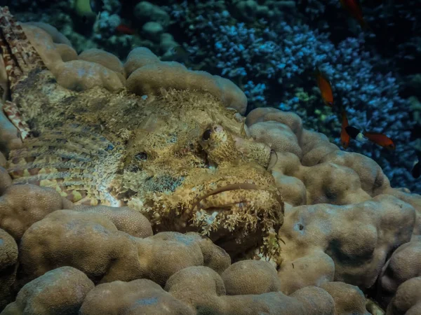 Scorpionfish Barbudo Fechar Enquanto Mergulhando Mar Vermelho Egito — Fotografia de Stock