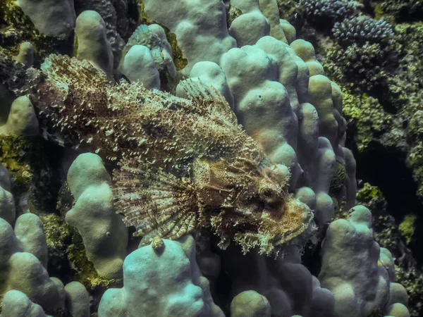 Brodaty Skorpion Białym Koralowcu Wygląda Podczas Nurkowania — Zdjęcie stockowe