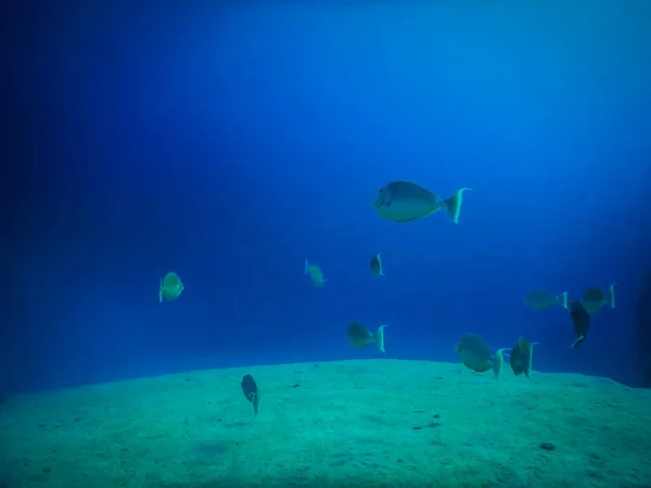 Zandheuvels Zeebodem Met Vissen Blauw Water Tijdens Het Duiken — Stockfoto