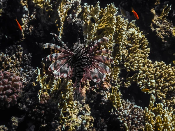 Peixe Leão Vermelho Flui Sobre Corais Egito Enquanto Mergulha — Fotografia de Stock
