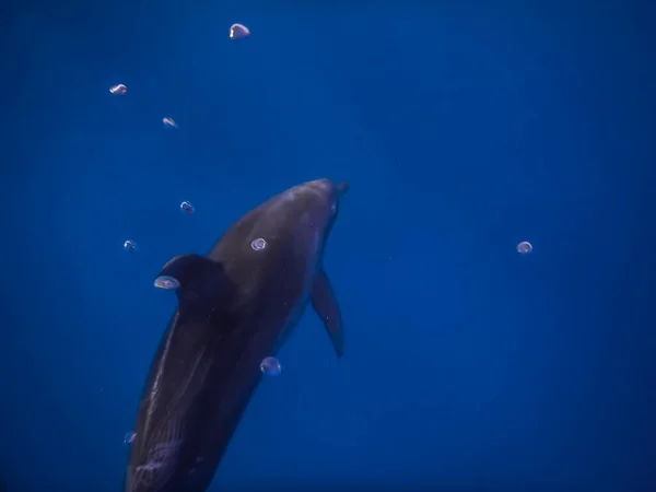 Spinner Delfín Plave Modrém Moři Vzduchovými Bublinami Při Potápění — Stock fotografie
