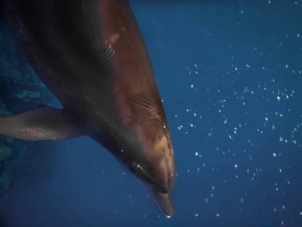 Spinner Dolphin Scar Red Sea Large View While Diving — Stock Photo, Image