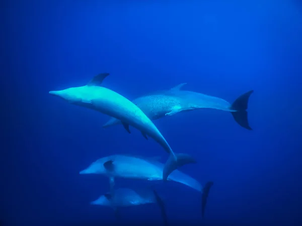 Delfines Spinner Jugar Aguas Azules Profundas Mientras Bucea Egipto — Foto de Stock