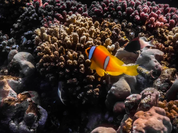 Deux Anémones Mer Nagent Aux Coraux Sur Fond Marin Plongeant — Photo