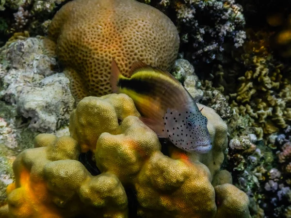 Веснушчатый Ястреб Лежит Желтых Кораллах Красном Море Время Погружения — стоковое фото