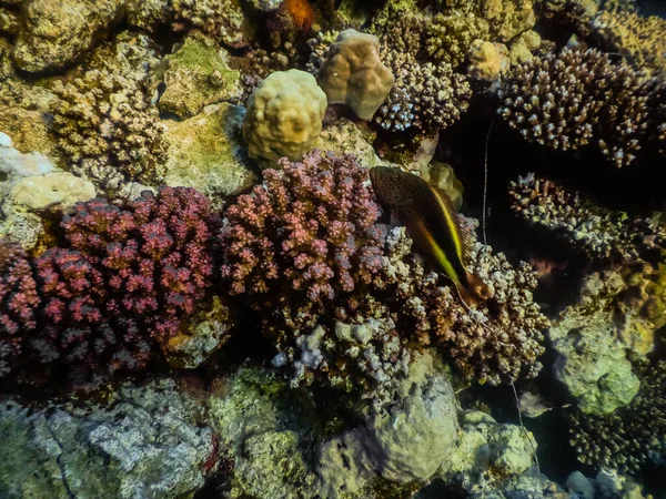 雀斑小鹰鱼在五彩斑斓的珊瑚间穿梭于海中 — 图库照片