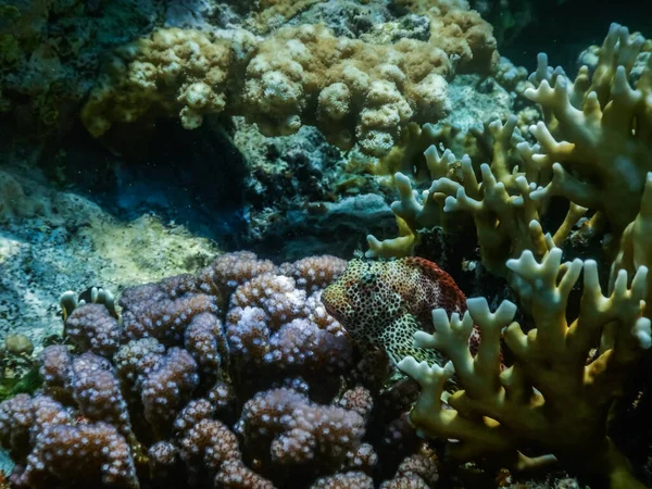 Lampart Blenny Ryby Między Koralami Morzu Czerwonym Podczas Nurkowania — Zdjęcie stockowe