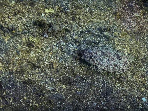 Πάνθηρας Χωματερή Στην Άμμο Στο Βυθό Της Θάλασσας Ενώ Καταδύσεις — Φωτογραφία Αρχείου