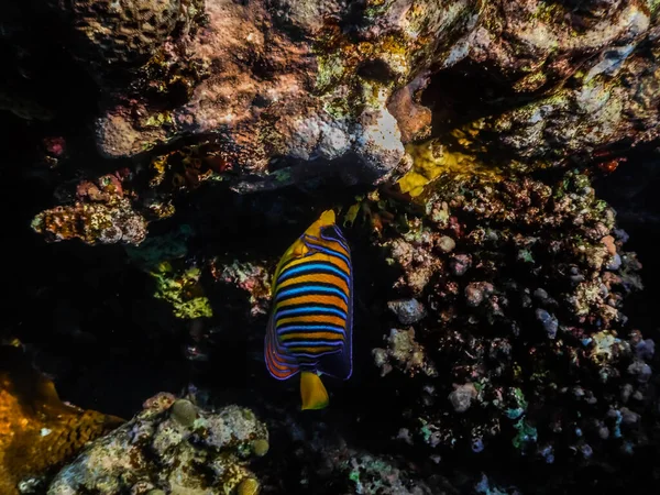 Królewski Anioł Zjada Koralowce Czerwonym Morzu Podczas Nurkowania — Zdjęcie stockowe