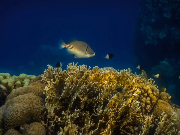 Picasso Triggerfish Nage Dessus Des Coraux Jaunes Dans Mer Rouge — Photo