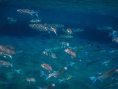 Yüzeye yakın yüzeyden yansıyan küçük balıklar dalarken