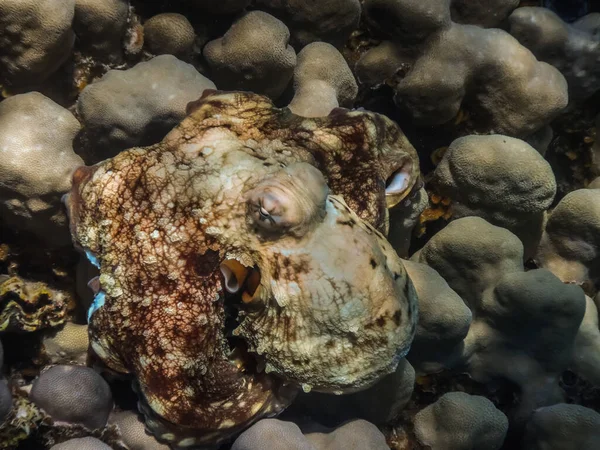 大红章鱼在潜水时适应红海中的珊瑚 — 图库照片