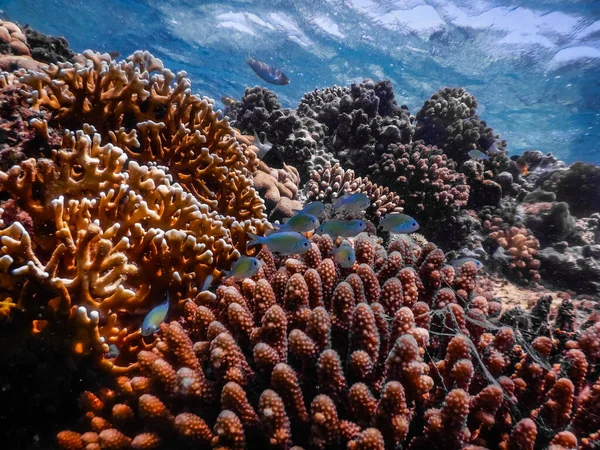 Mooie Kleurrijke Koralen Met Kleine Blauwe Vissen Zomer Vakantie — Stockfoto