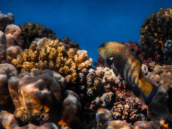 Tatilde Dalarken Renkli Mercanlar Arasında Mavi Benekli Orfoz — Stok fotoğraf