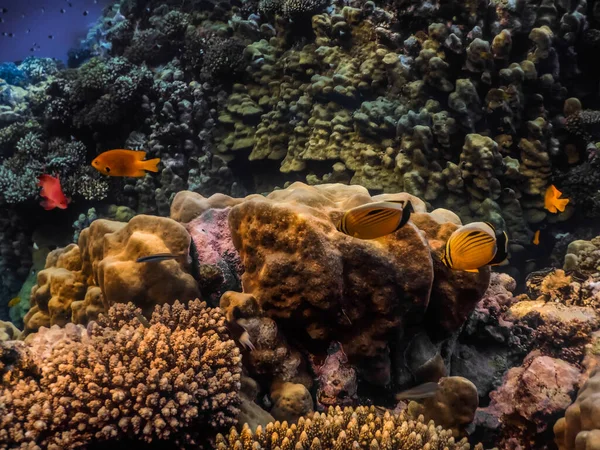 不同颜色的鱼和不同美丽的珊瑚在红海中潜水 — 图库照片