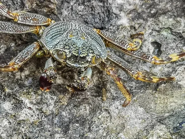 Krab Siedzi Koralach Plaży Słońcu Duży Widok — Zdjęcie stockowe