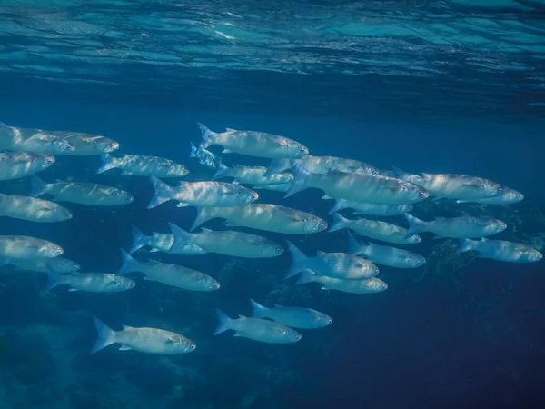 Essaim Poissons Littel Près Surface Mer Avec Réflexion Lors Plongée — Photo